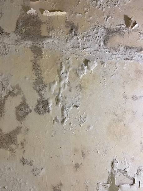 Best Post-Flood Mold Remediation in USA